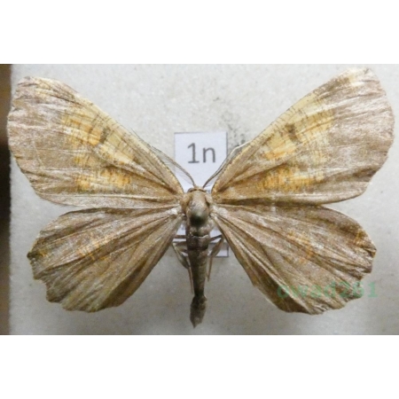 Angerona prunaria (Linnaeus, 1758) male Rączyk leszczyniak Poland1n